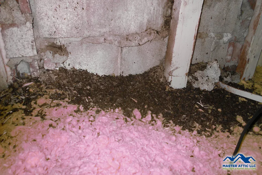 Bat Droppings Guano Visual