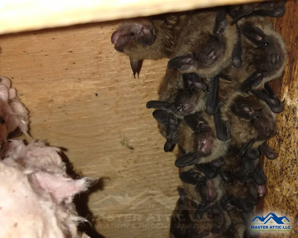 Bats