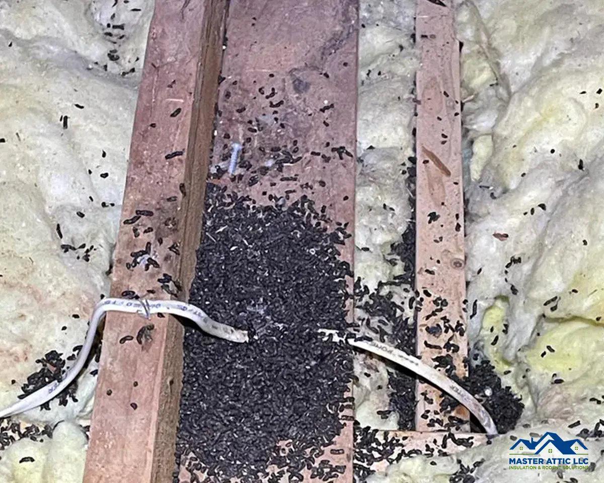 Black Stains Around Potential Entry Points