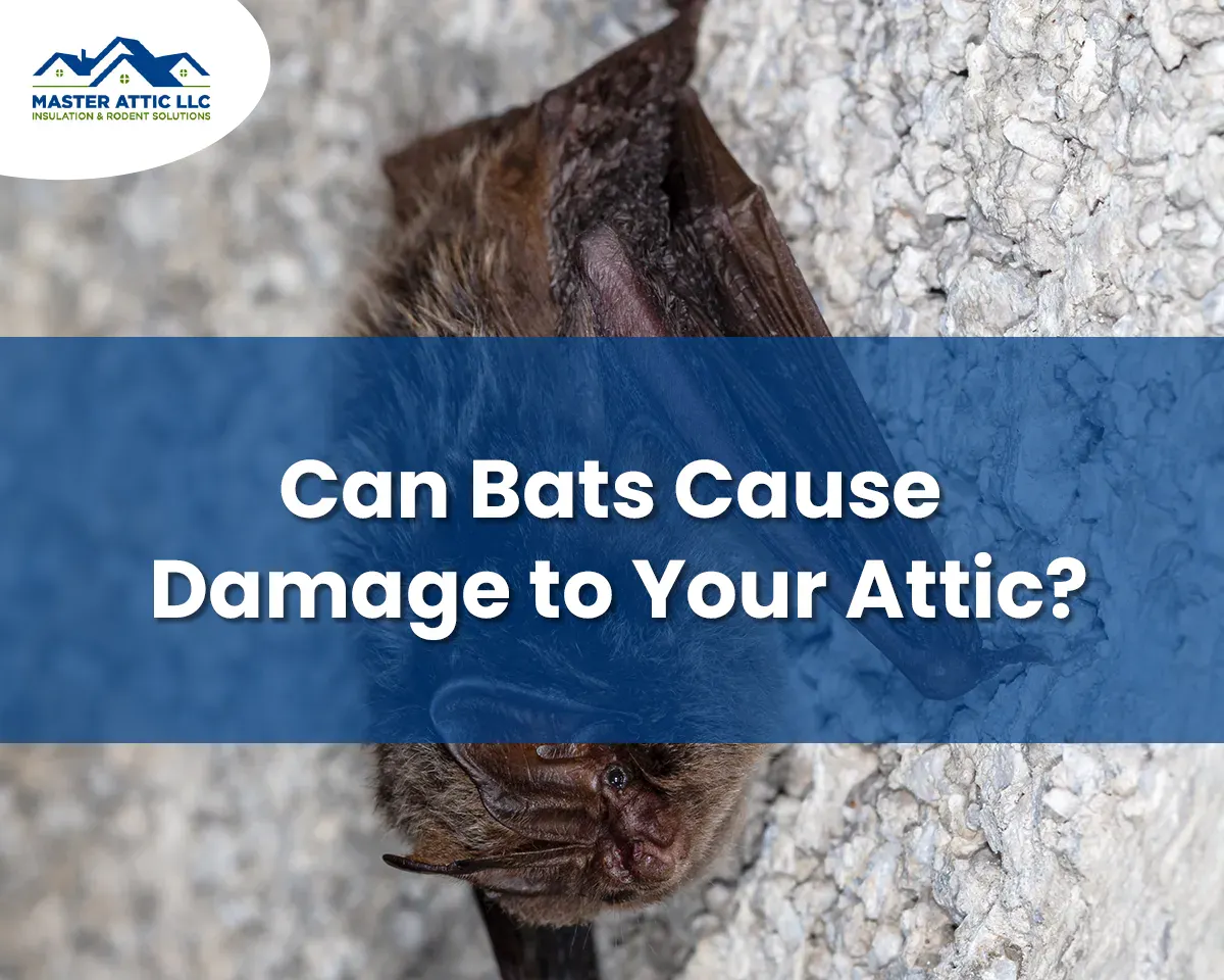 Can Bat Cause Damage to Your Attic?