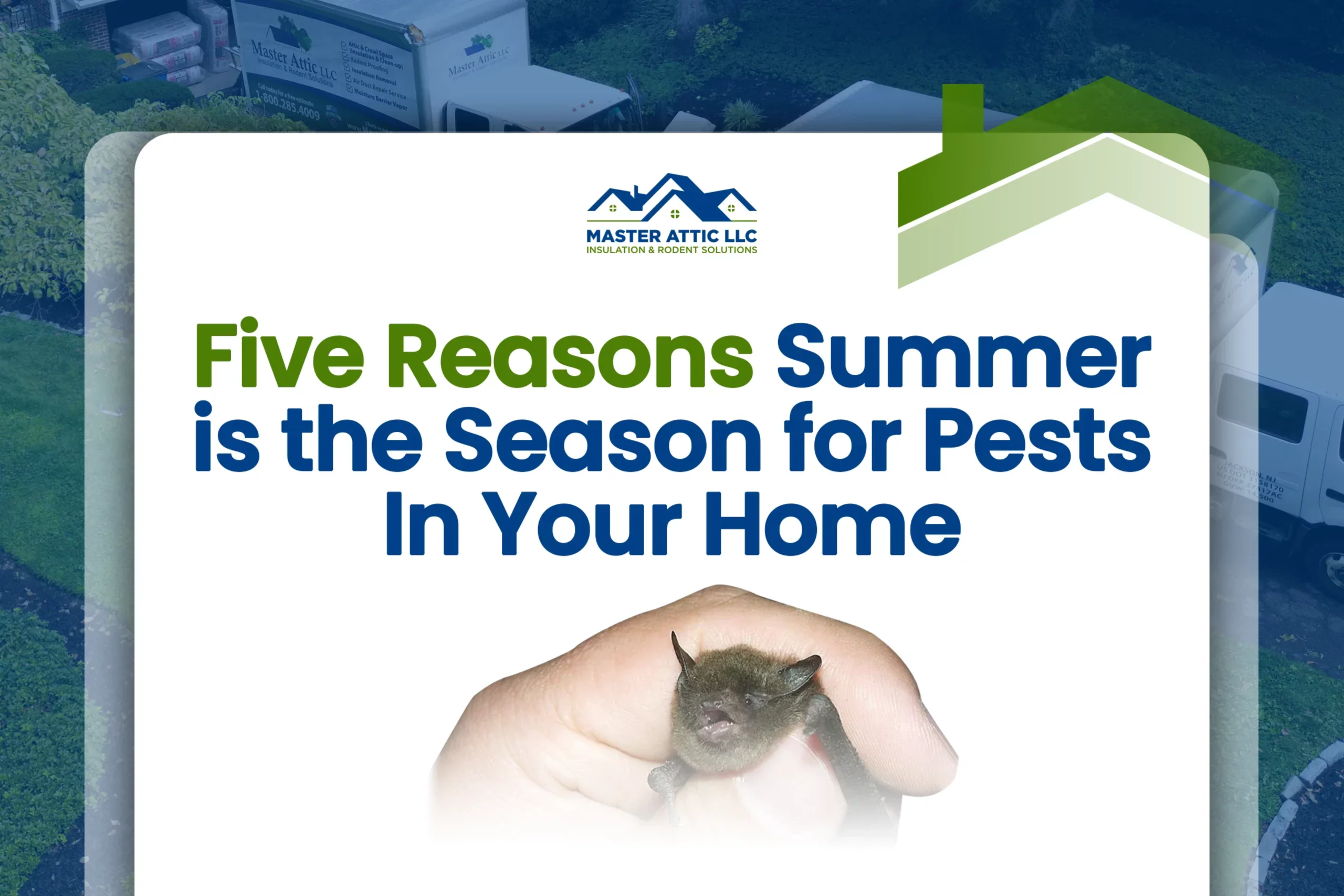 Five Reasons Summer is the Season for Pests In Your Home