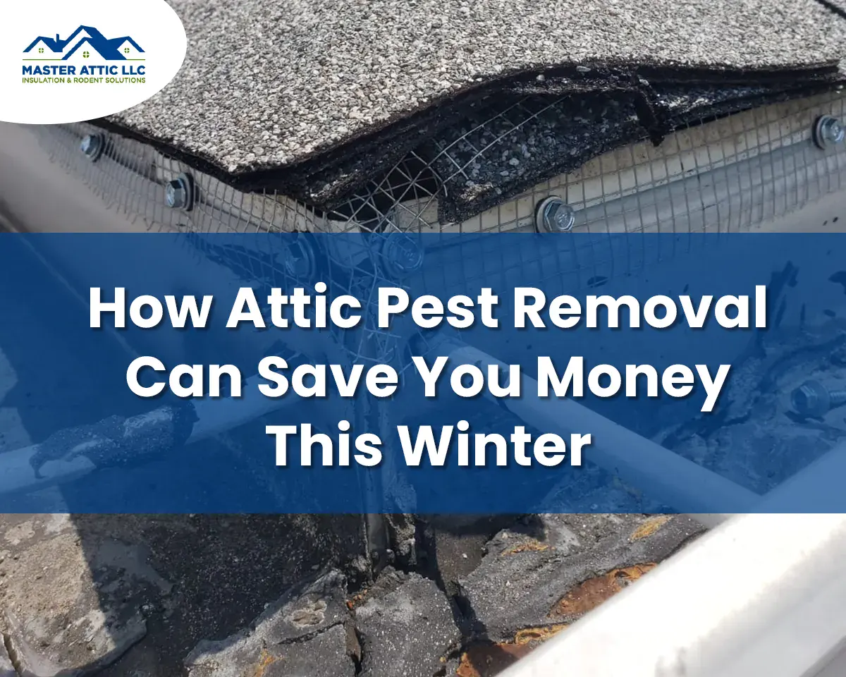 How Attic Pest Removal Can Save You Money This Winter
