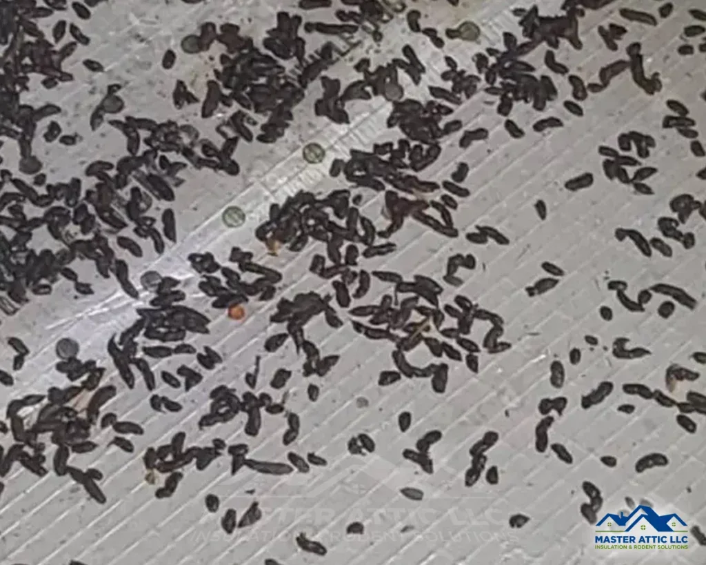 Identifying a Bat Infestation
