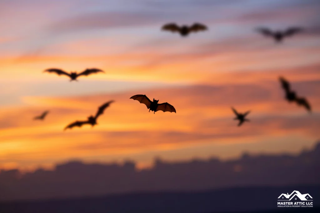 Some Bats Migrate to Warmer Climates