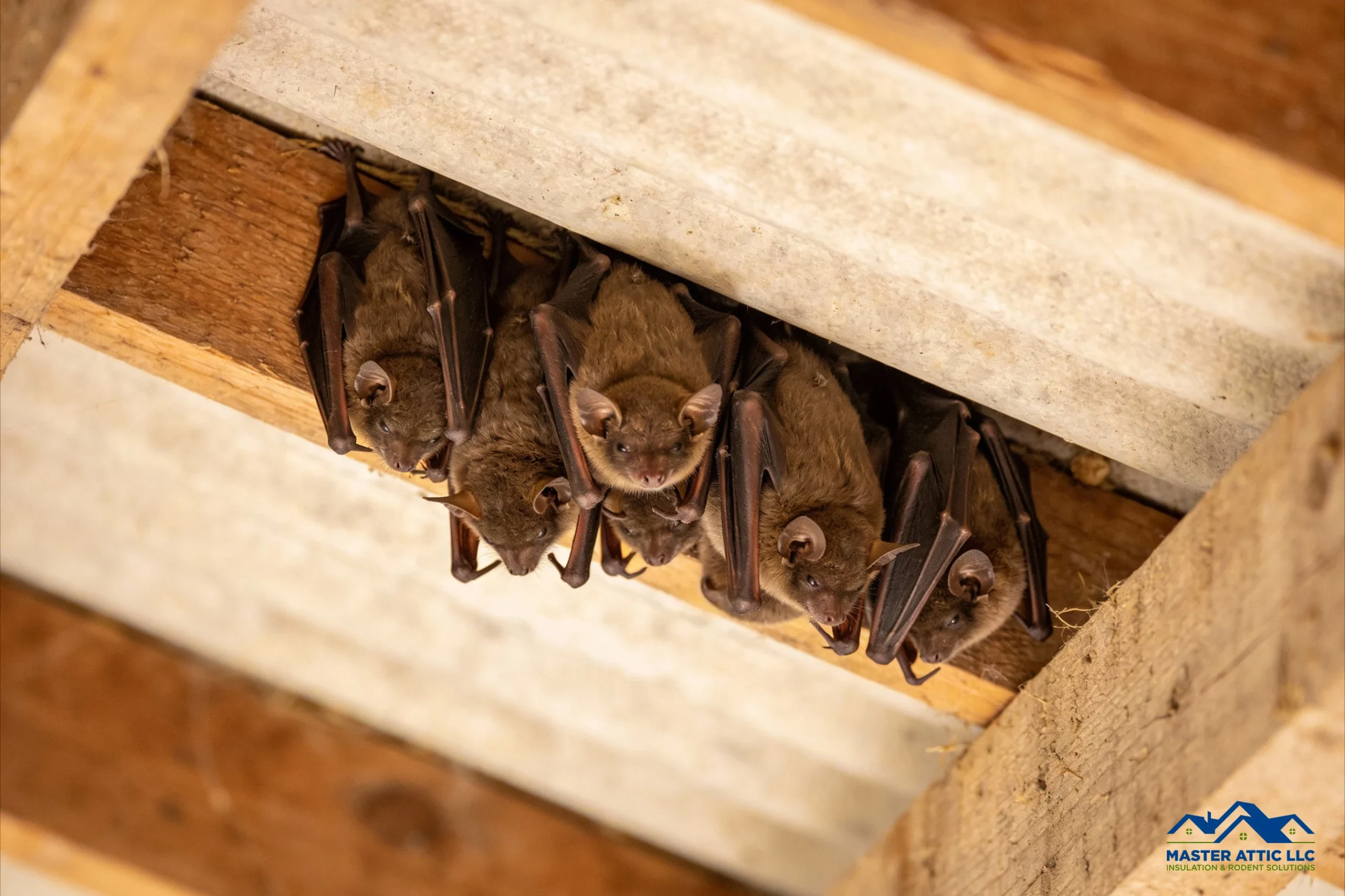Where Bats Hibernate During Winter