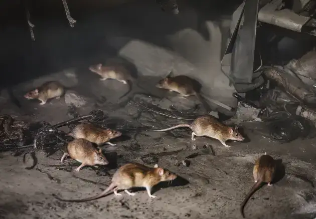 Mice Removal Service Faq Bg