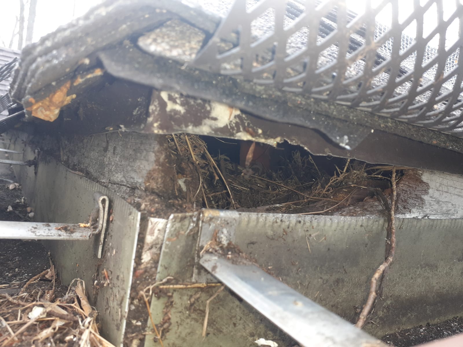 Rodent Infestation in the Attic