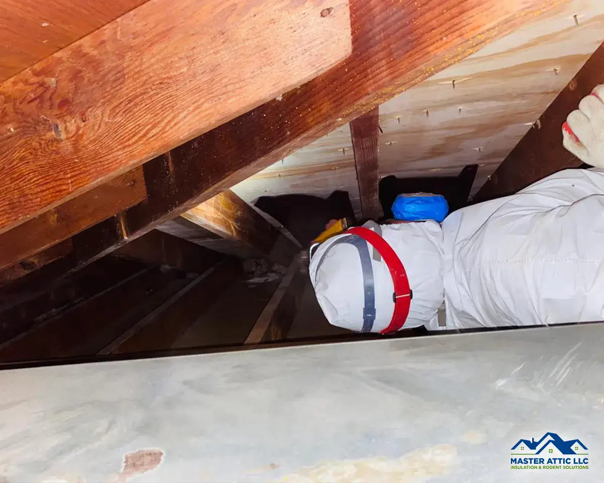 Rodent Proofing