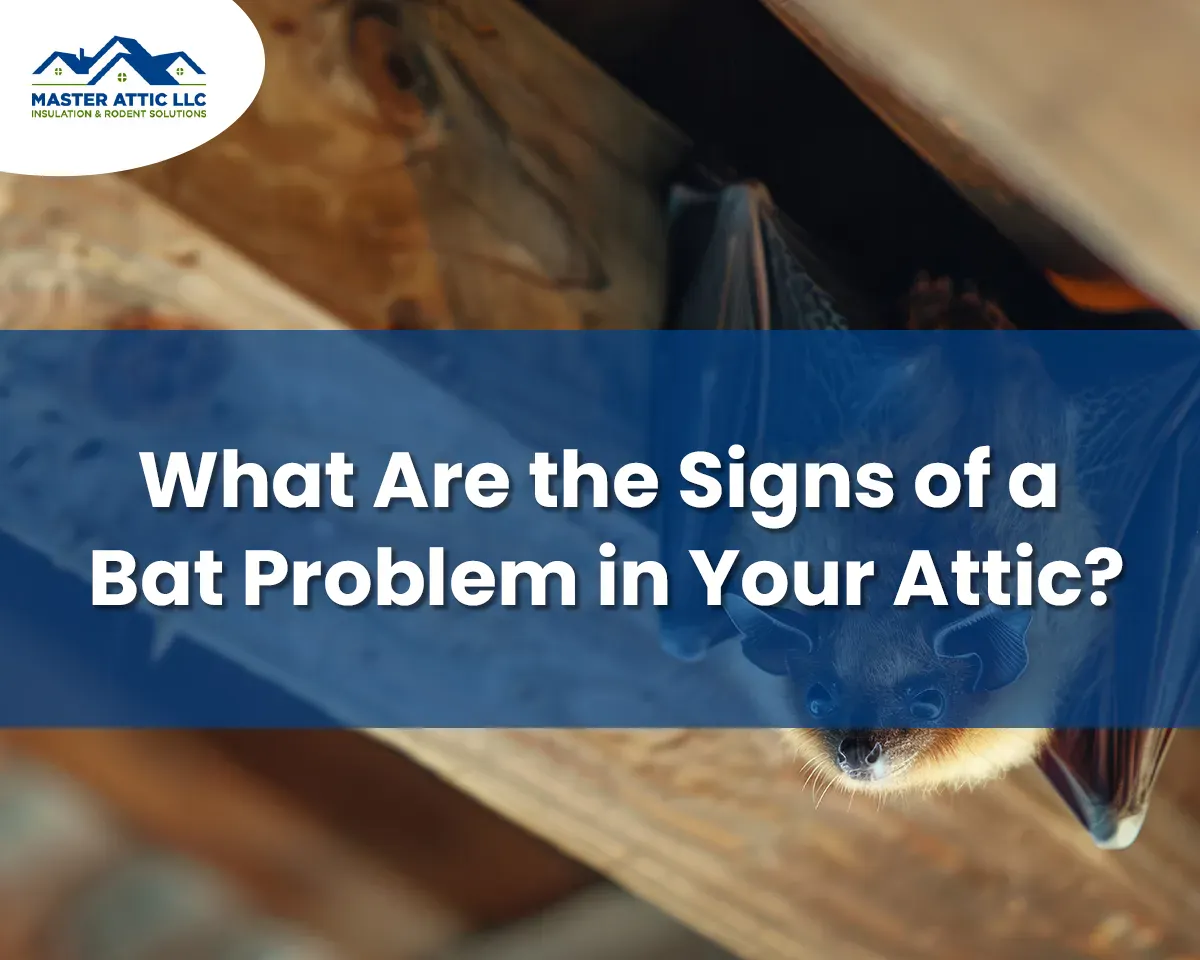 What Are the Signs of a bat Problem in Your Attic