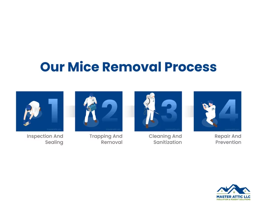 Where a Mouse Removal Team Can Help