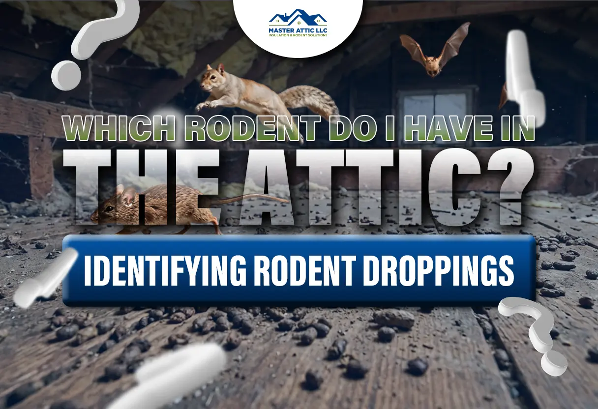 Which Rodent Do I Have In The Attic? - Identifying Rodent Droppings
