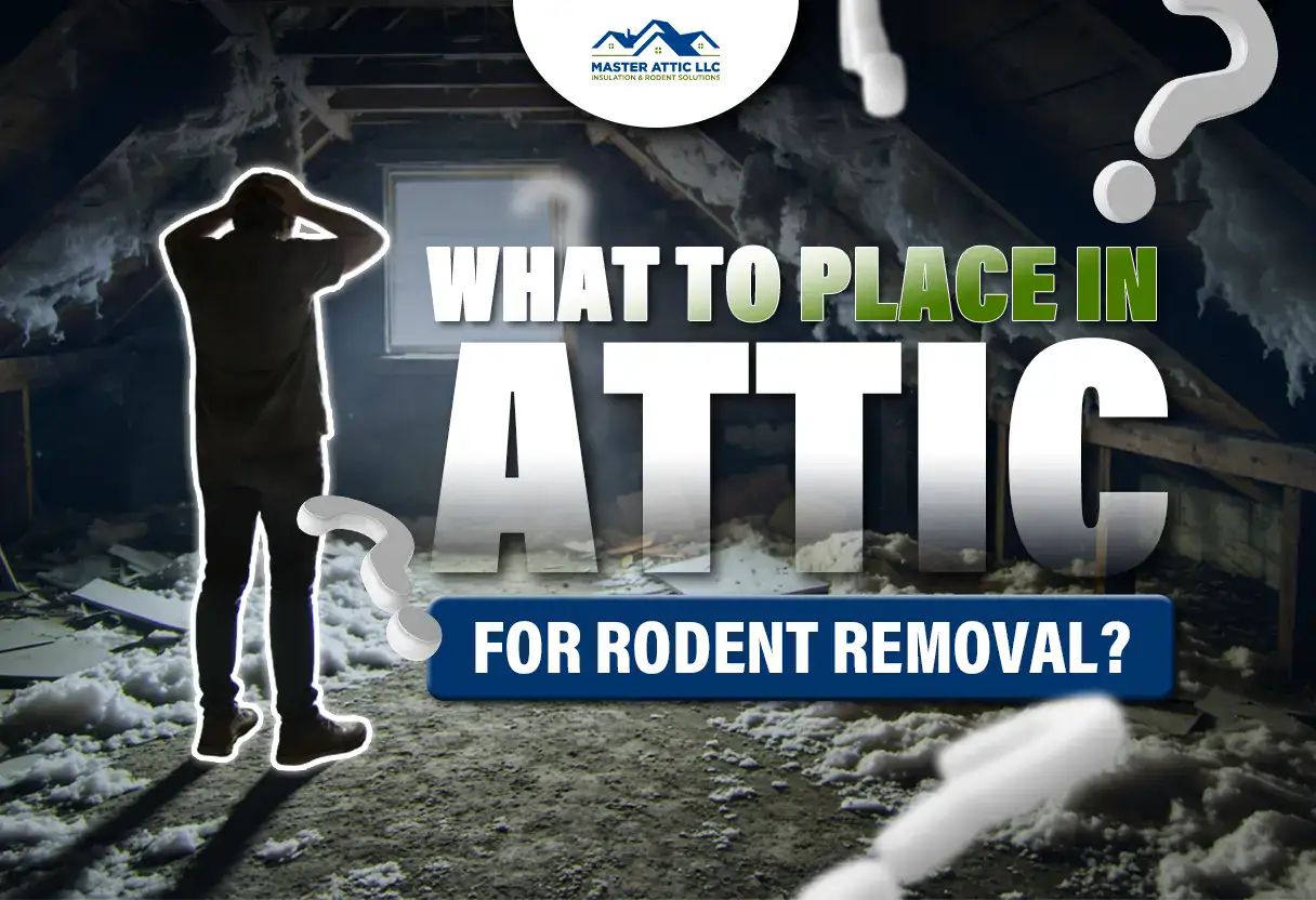 What To Place In Attic For Rodent Removal?