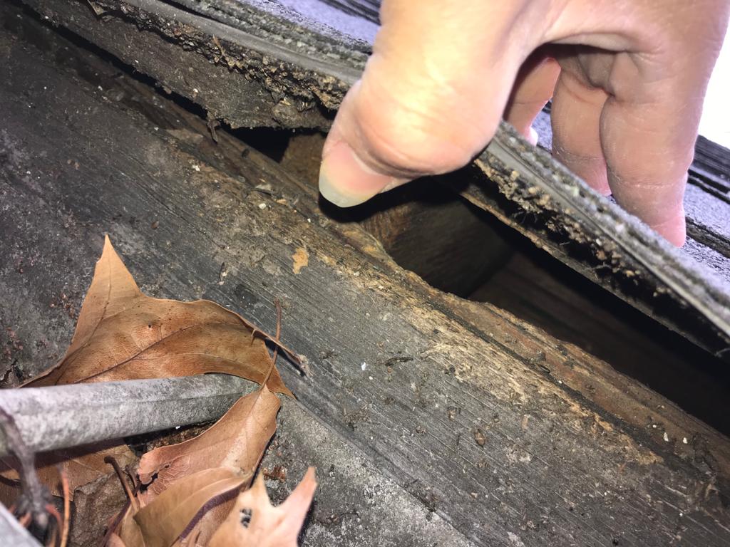 10 Warning Signs That Your Attic or Crawlspace is Infested with Rodents