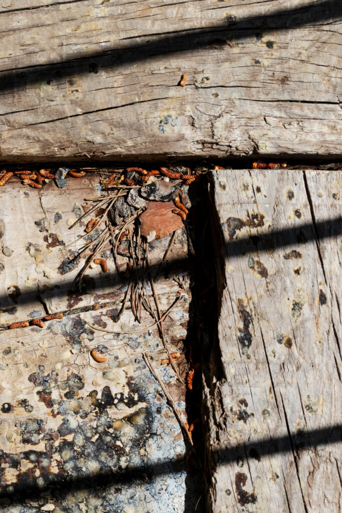 5 Signs of a Mouse Infestation In Your Attic