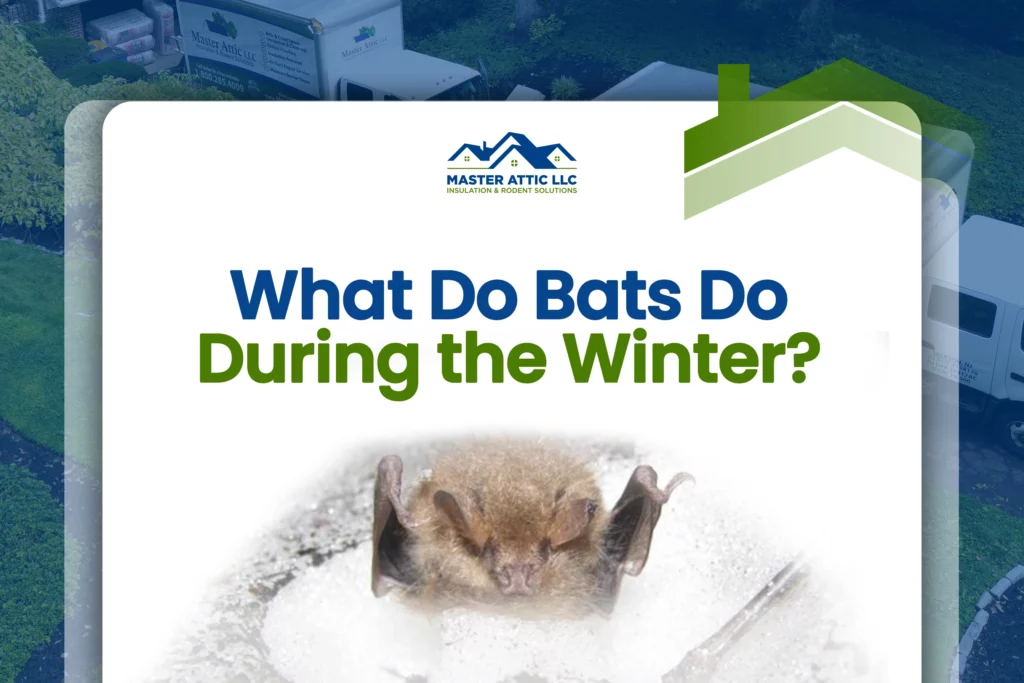 What Do Bats Do During the Winter?