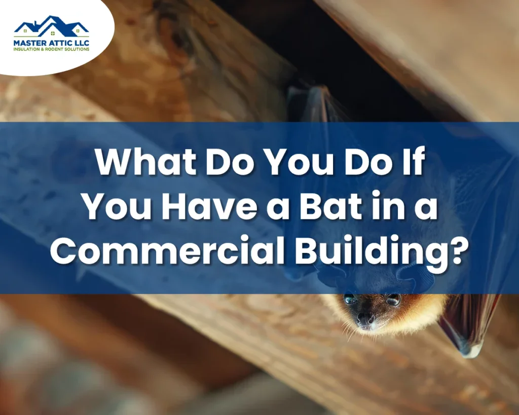 What Do You Do If You Have a Bat in a Commercial Building?