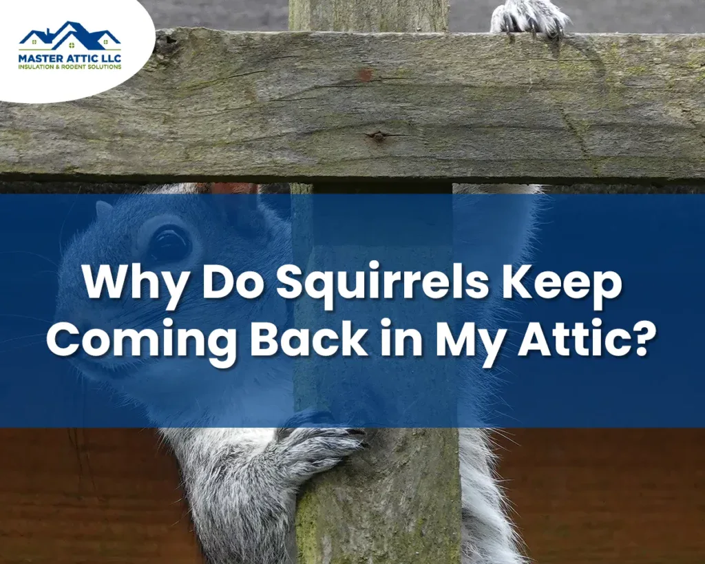 Why Do Squirrels Keep Coming Back in My Attic?