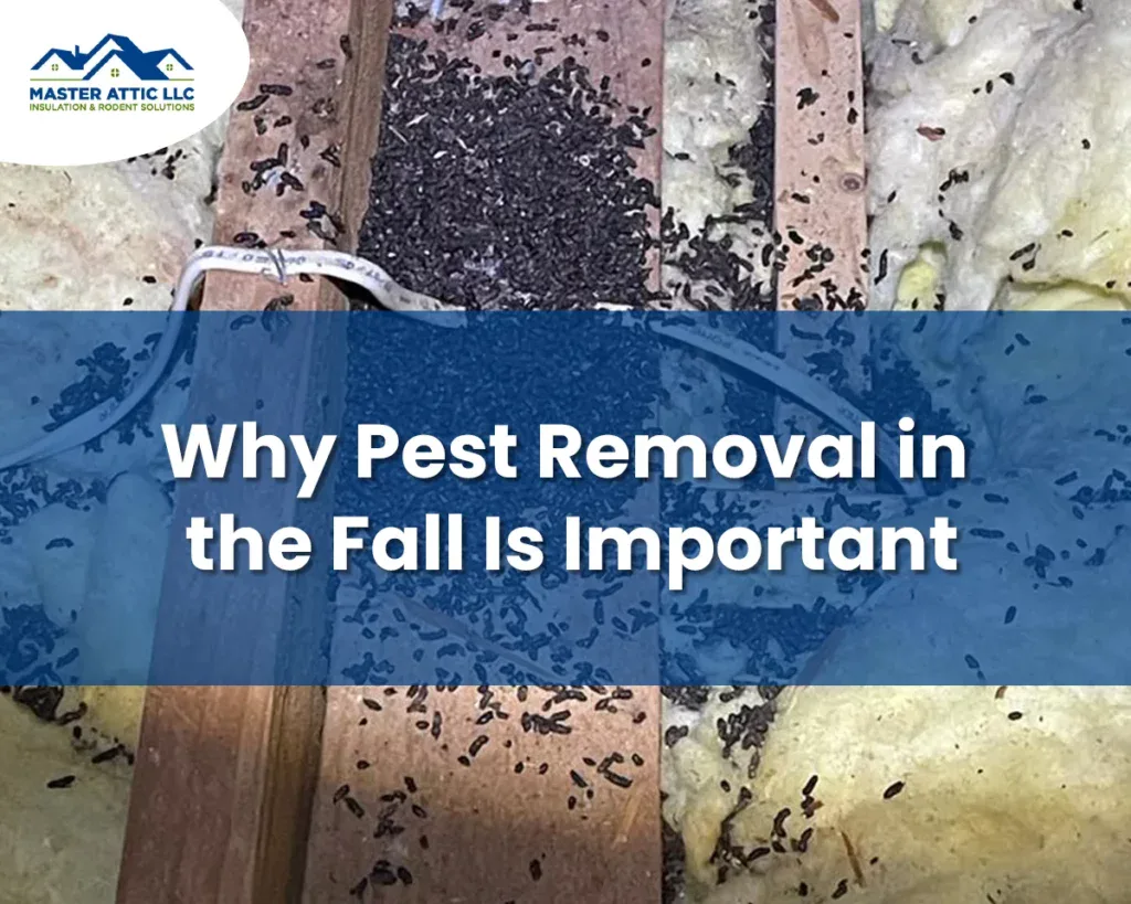 Why Pest Removal in the Fall Is Important