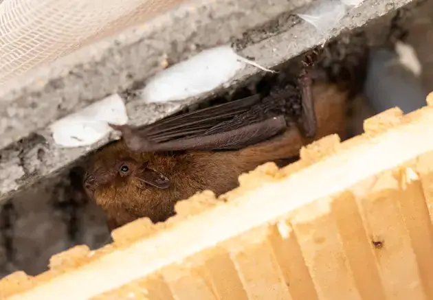 A bat roosting between attic rafters and insulation