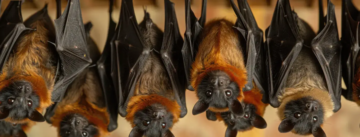 Bat Removal Service