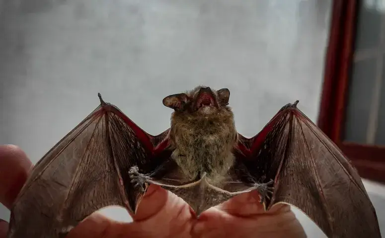 A bat with outstretched wings held gently in hands, highlighting bat removal services.