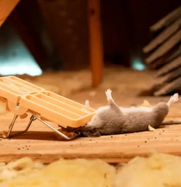 Small mouse trapped under a mousetrap in an attic space.