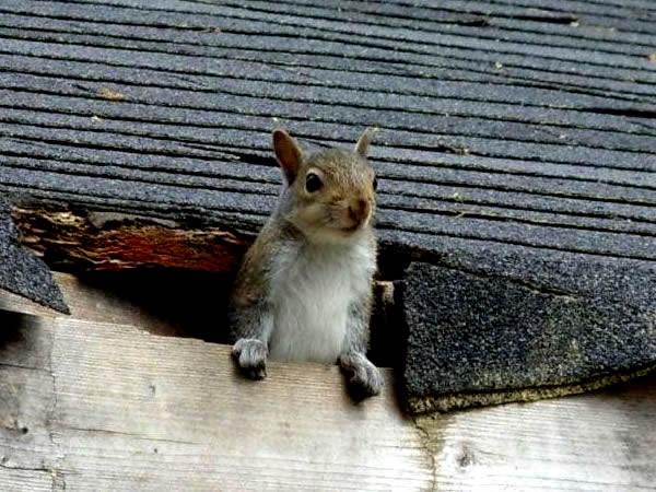 Remove rodents from attic
