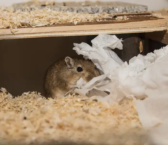A mouse hiding in attic insulation, indicating pest infestation.