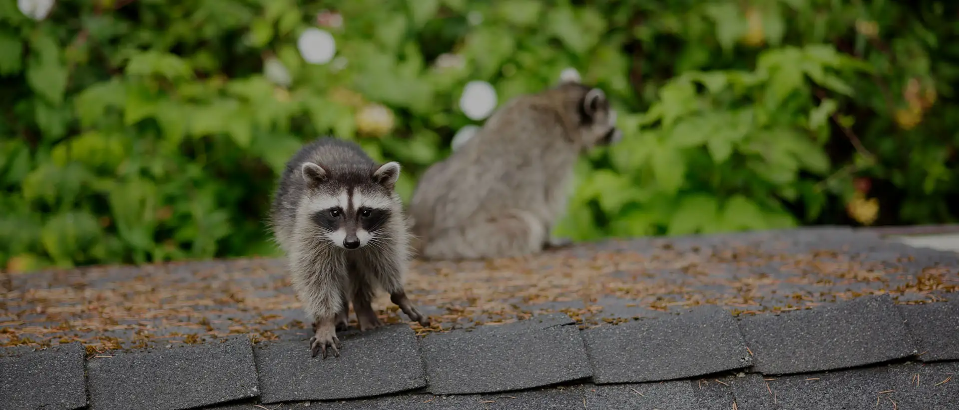 Raccoon Removal Service