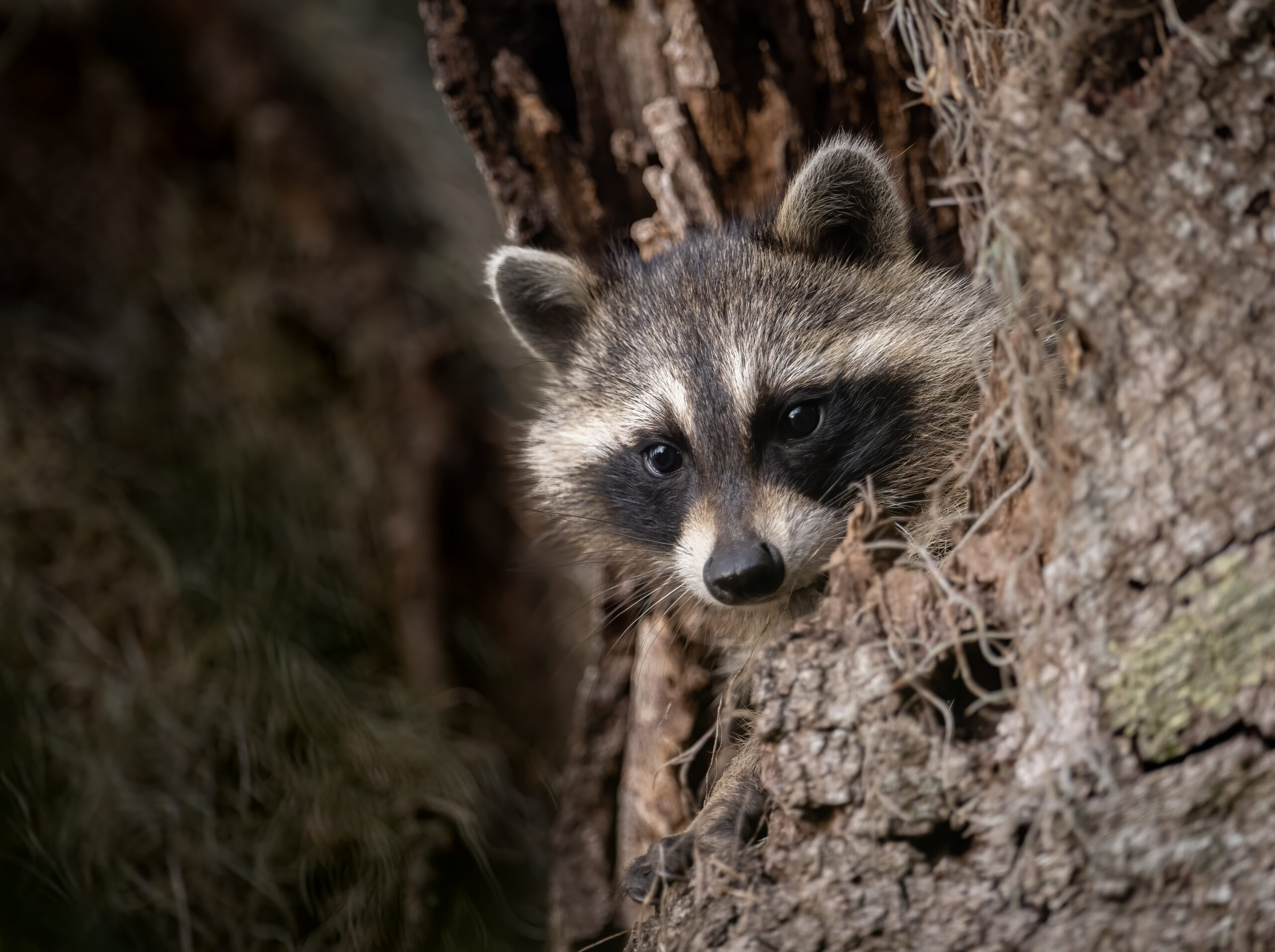 Raccoon Removal Services