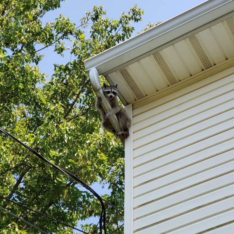 racoon removal 01