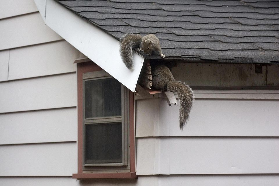 How to Get Rid of Squirrels in Your Attic?