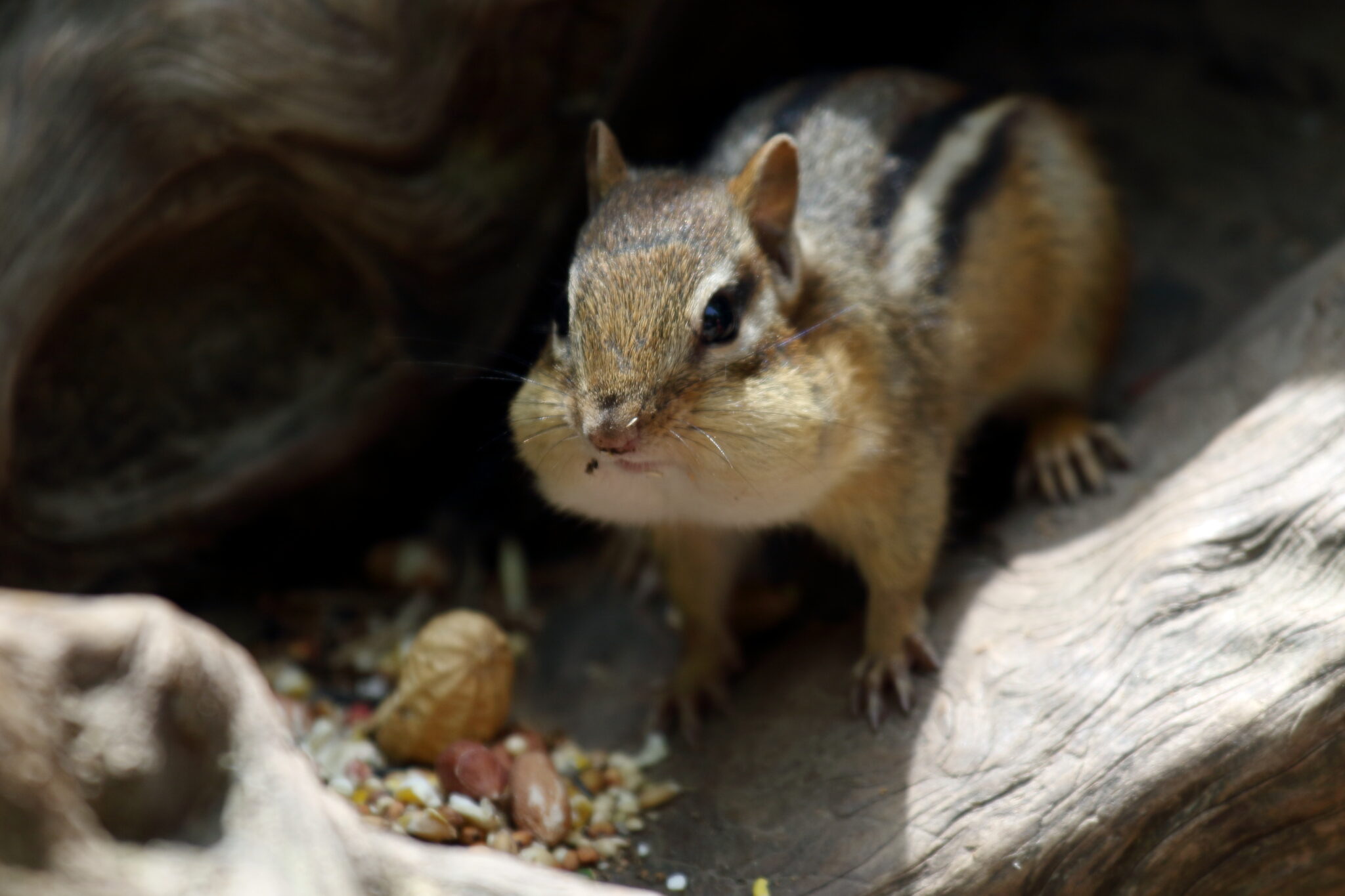 The Do's and Don'ts of Squirrel and Chipmunk Removal Master Attic