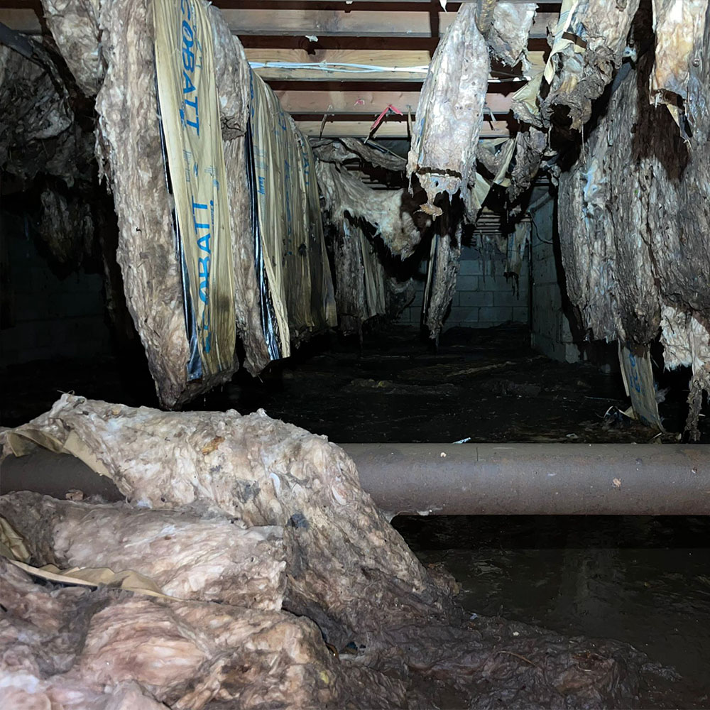 Crawlspace & Basement Cleanup | Somerset New Jersey