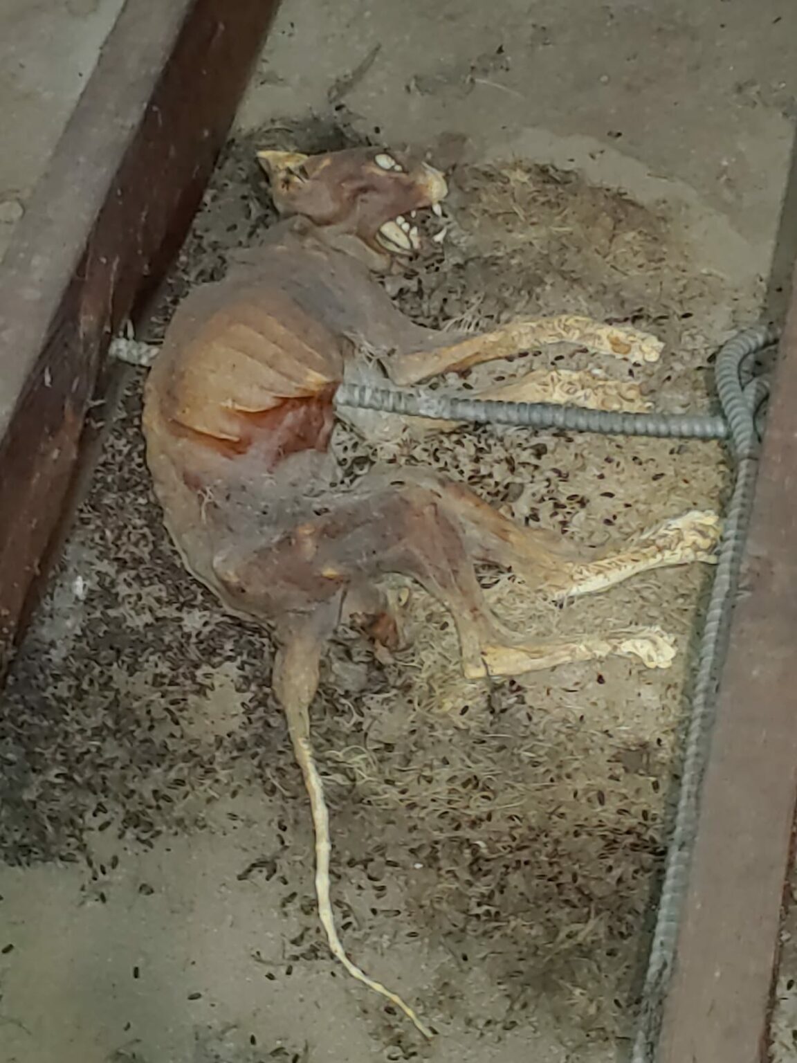 Squirrels in Attic Removal Master Attic