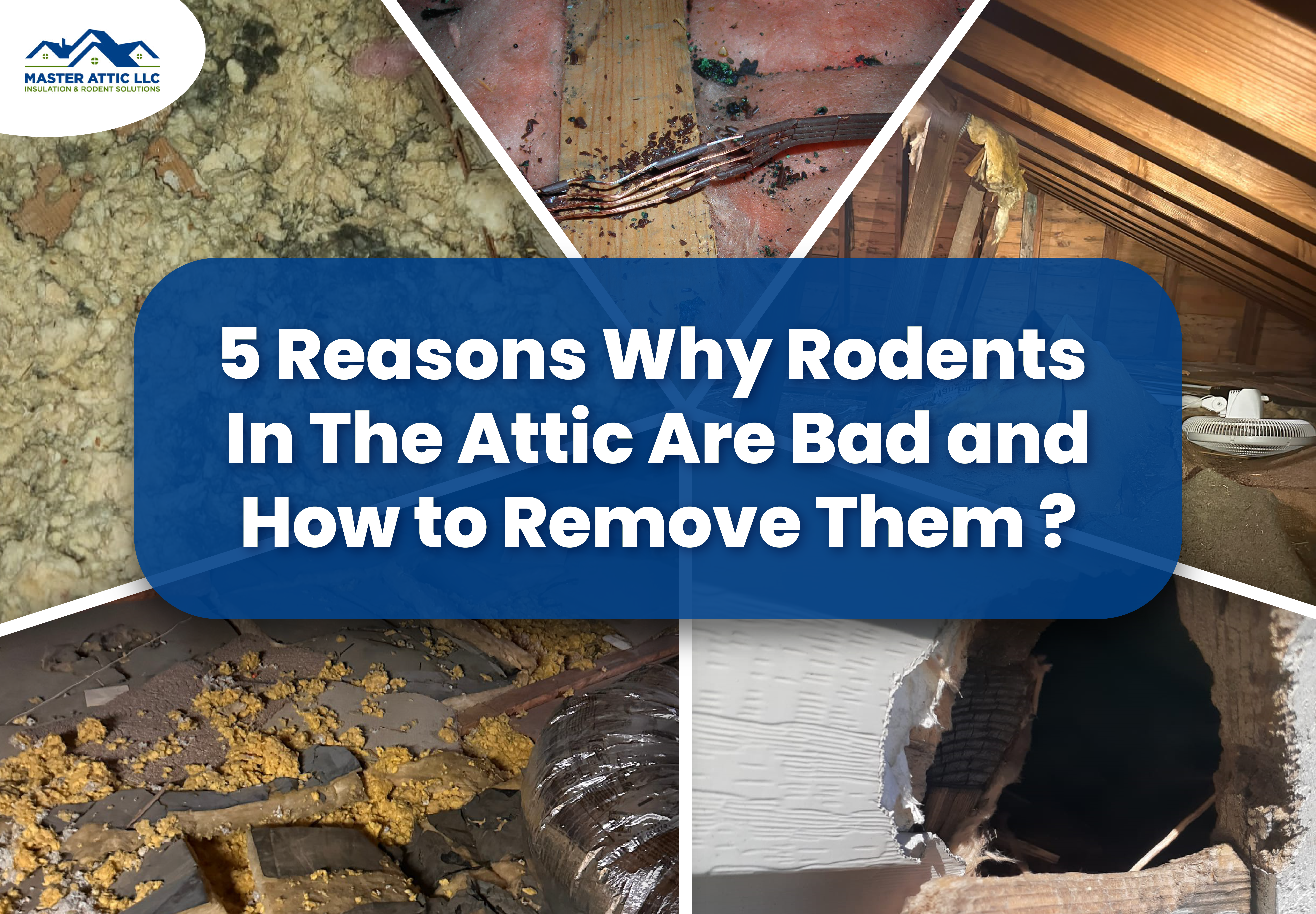 5 Reasons Why Rodents In the attic are bad and how to remove them