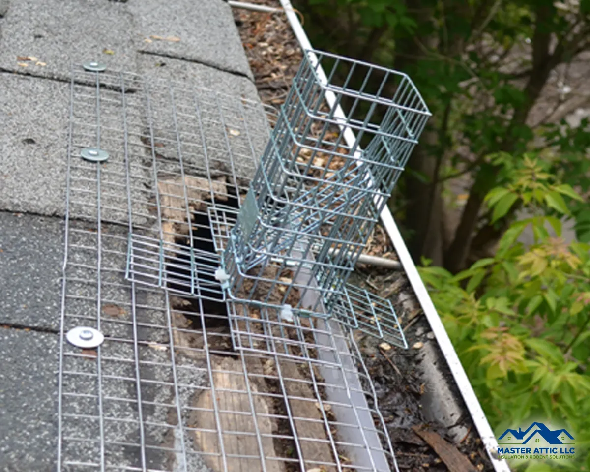 How Squirrel Removal Works