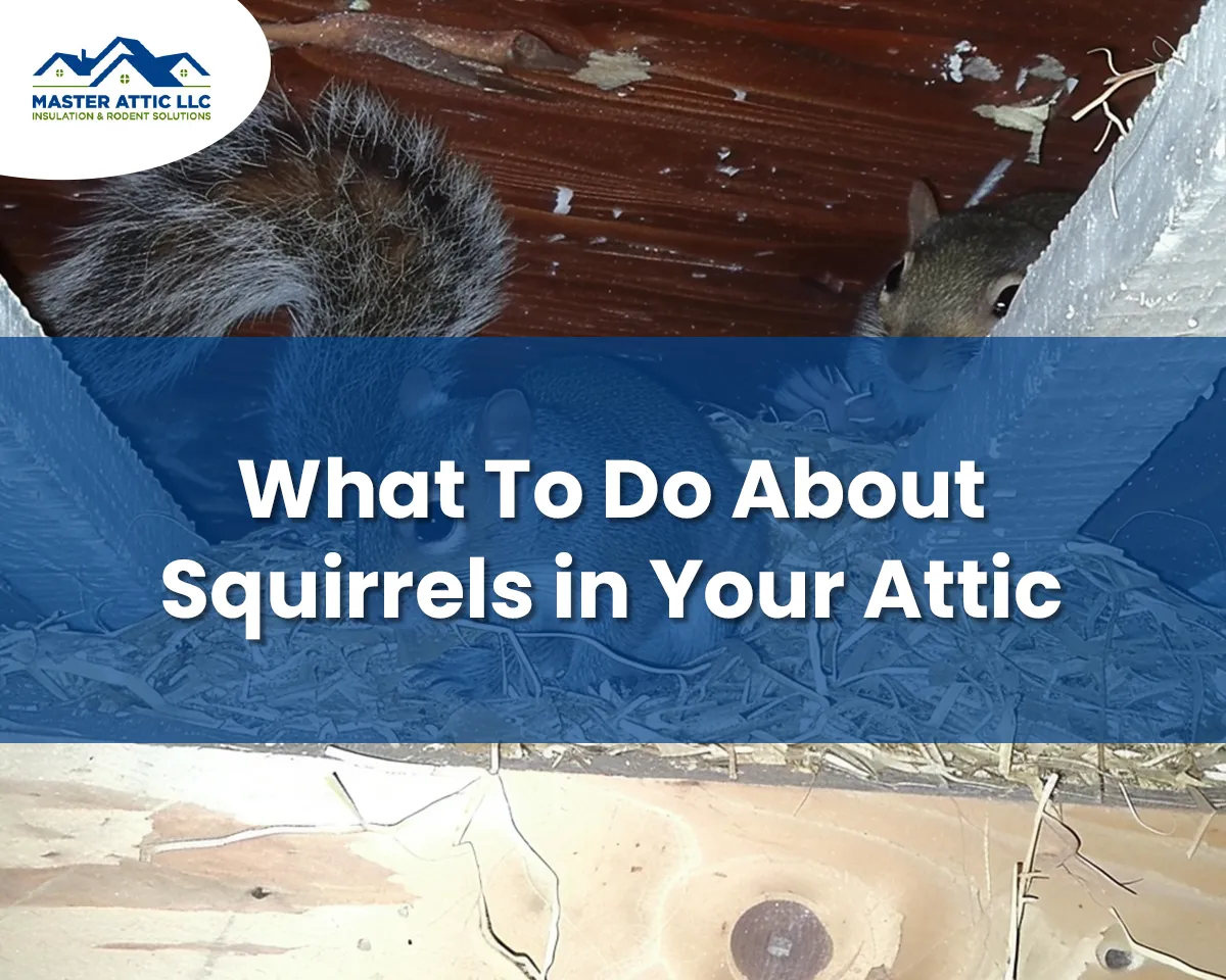 Crawlspace Raccoon Removal in Glassboro, New Jersey 23 What To Do About Squirrels in Your Attic
