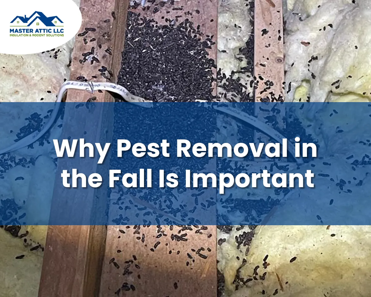 Attic Cleanup Jackson New Jersey 25 Why Pest Removal in the Fall is Important