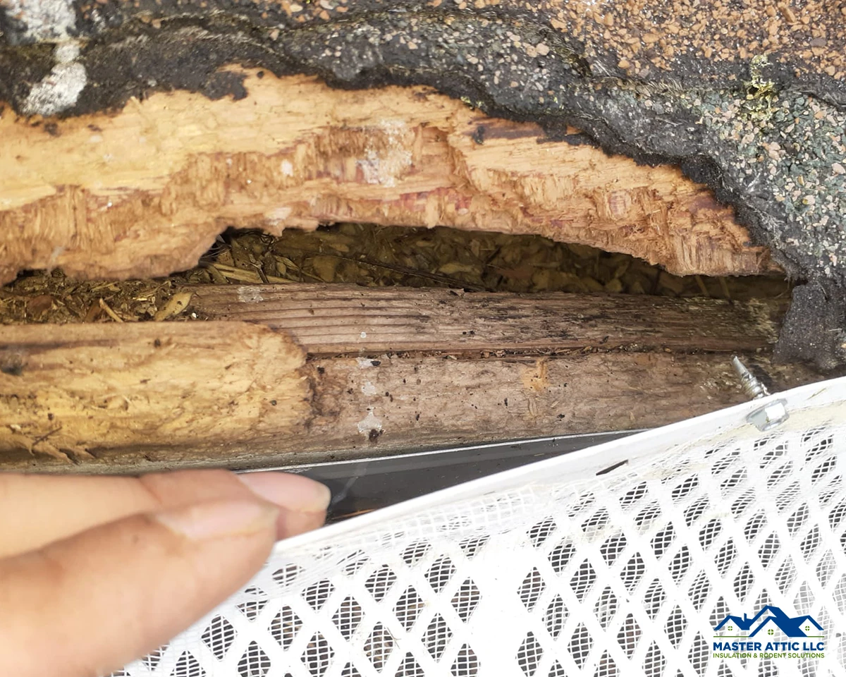 Why Are Squirrel Infestations Bad