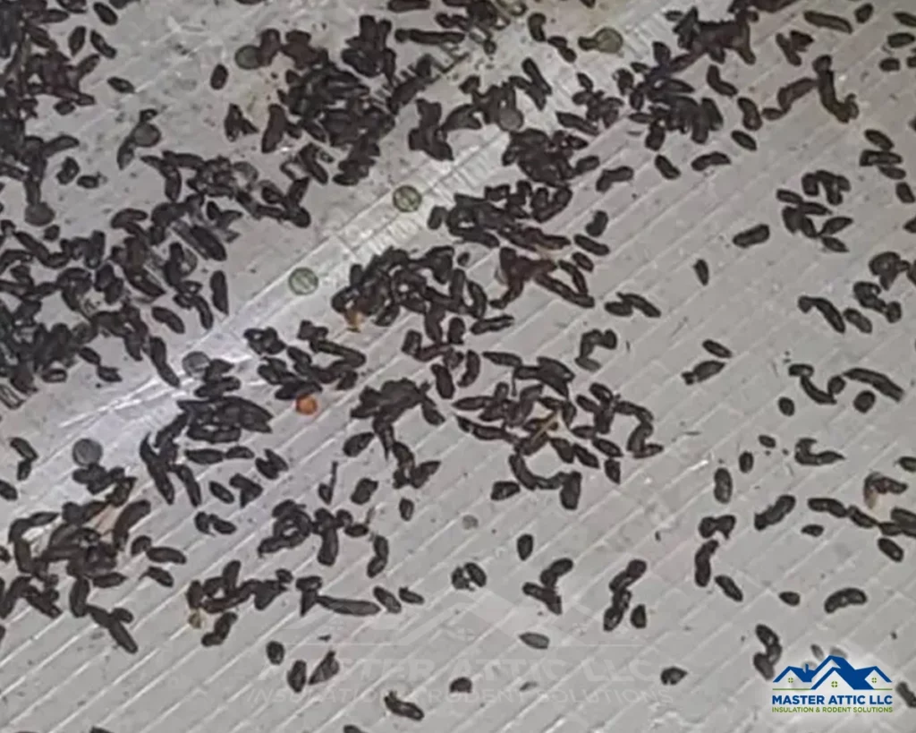 Identifying a Bat Infestation