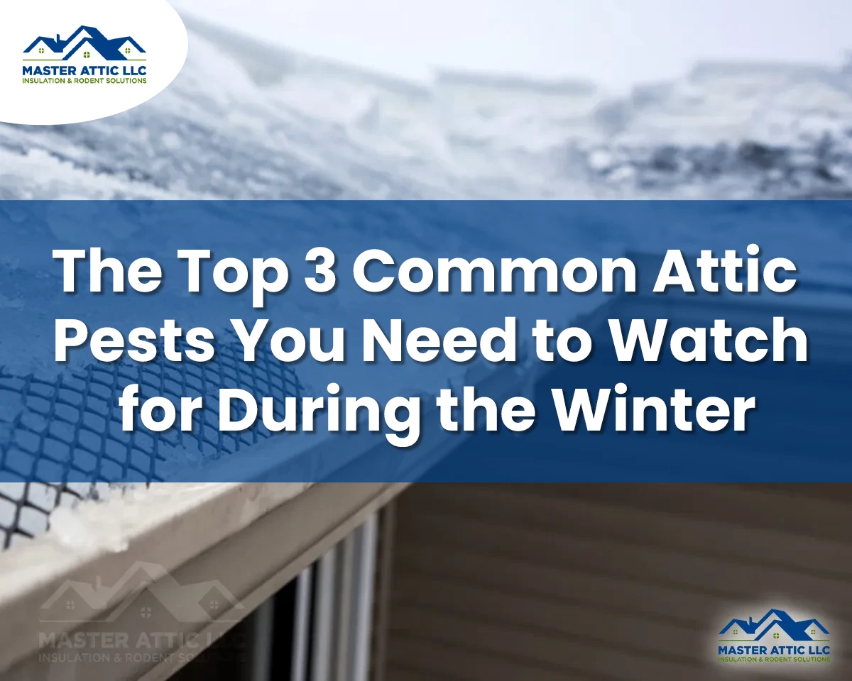 The Top 3 Common Attic Pests You Need to Watch for During the Winter