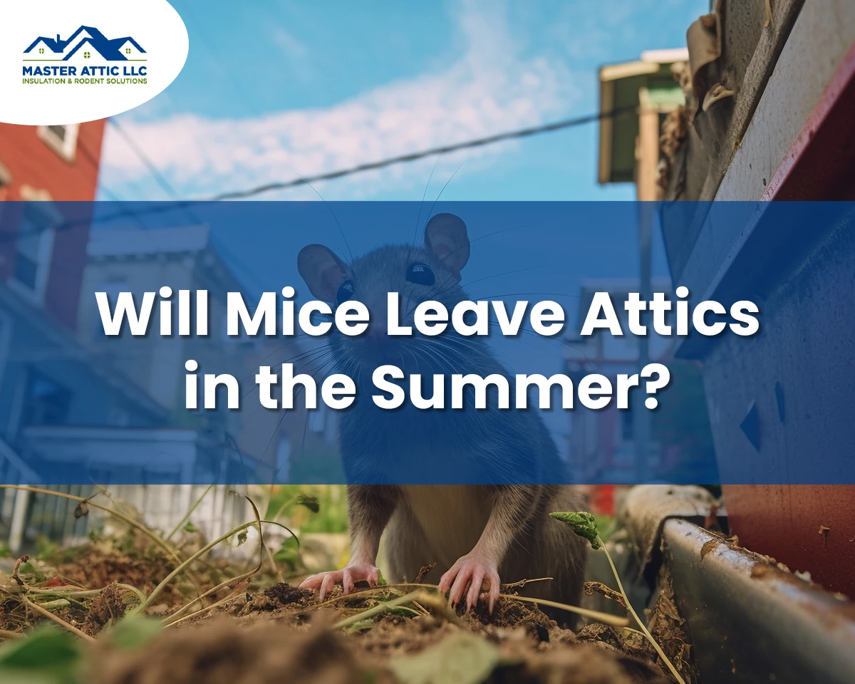Moisture Barrier Encapsulation Yardley 24 Will Mice Leave Attics in the Summer