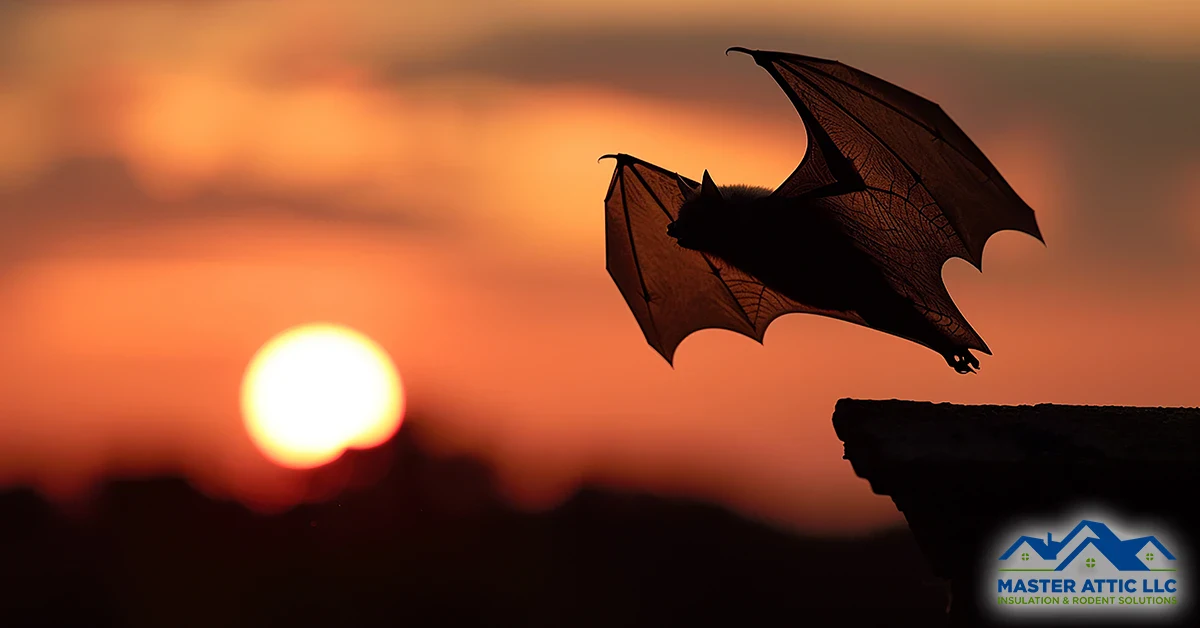 Attic Insulation Removal Medford Lakes New Jersey 25 Bat flying near house roof at night