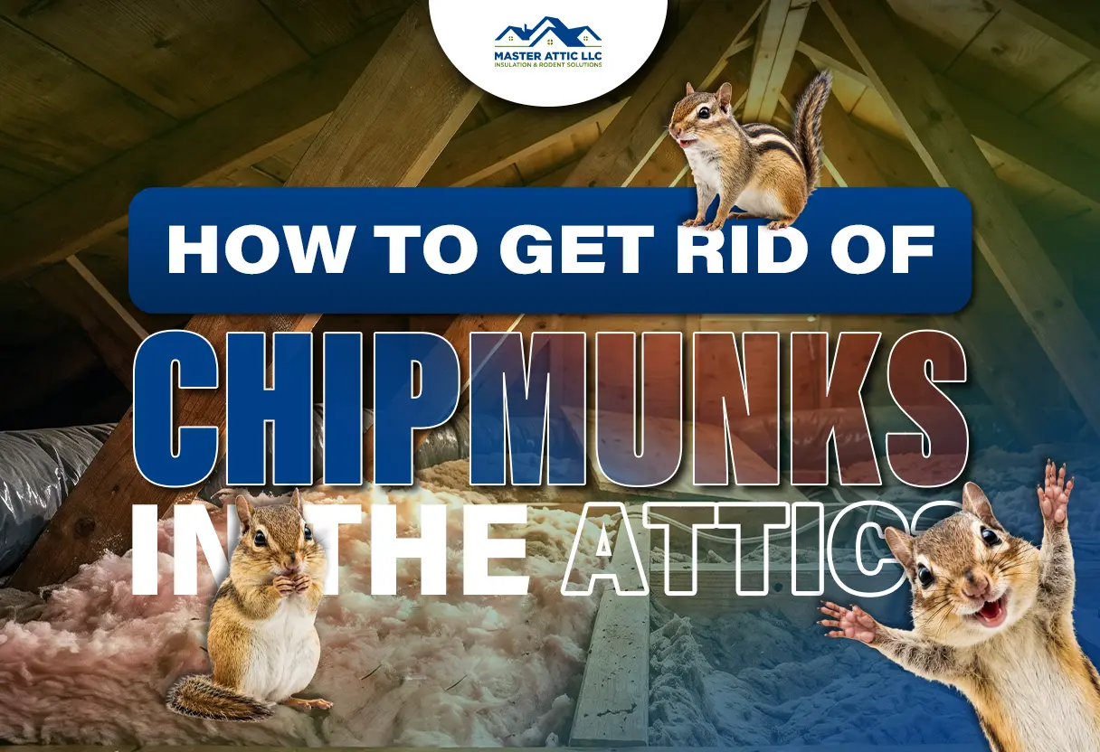 Illustration of chipmunks in an attic with pest control elements.